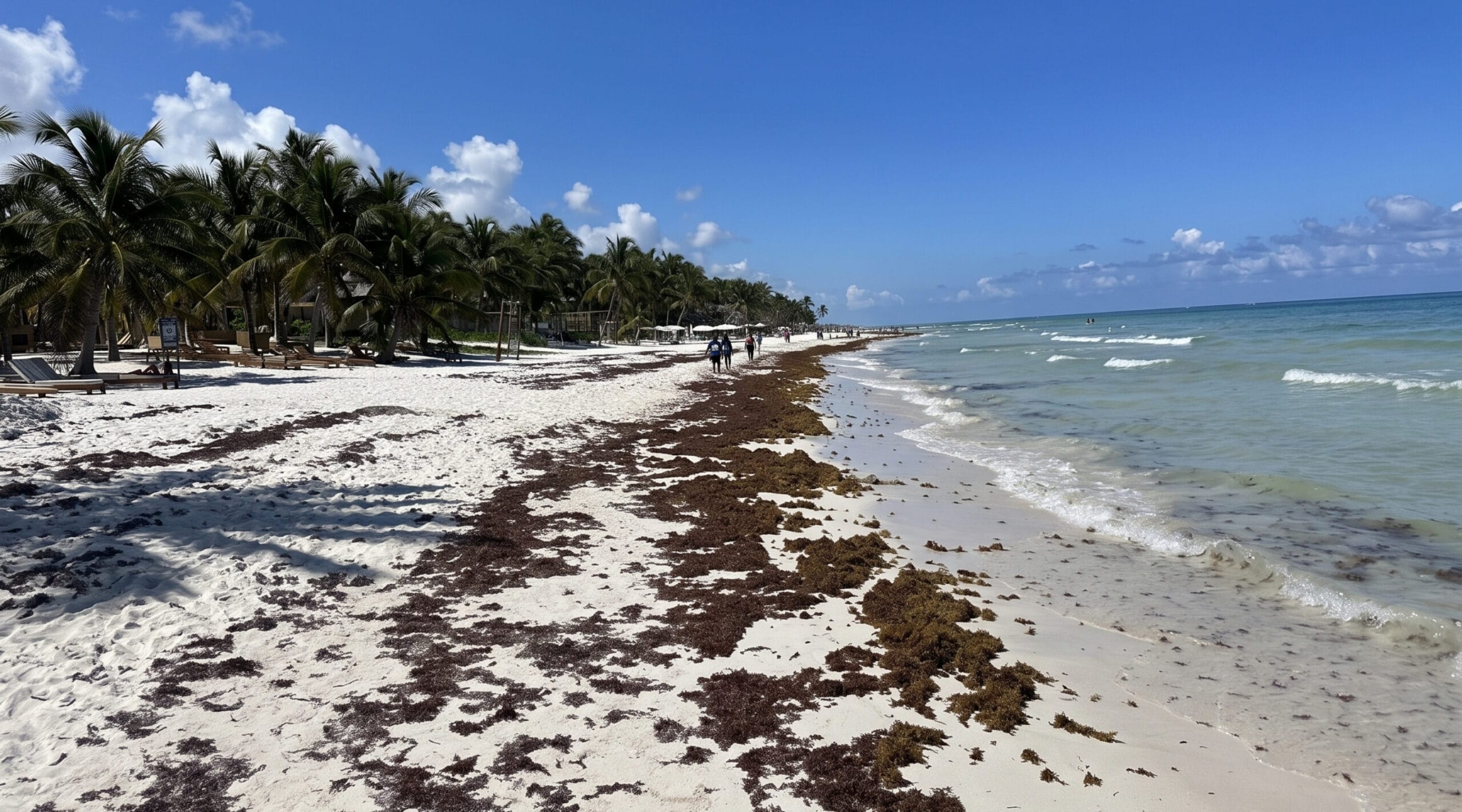 Brown sargassum seaweed washed up along the shoreline of a beach in Tulum, Mexico